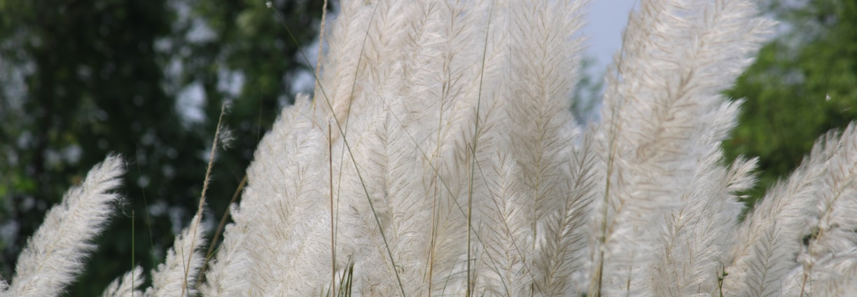 a bunch of tall white grass with trees in the background