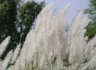 a bunch of tall white grass with trees in the background